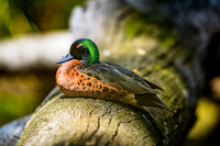 Chestnut Teal
