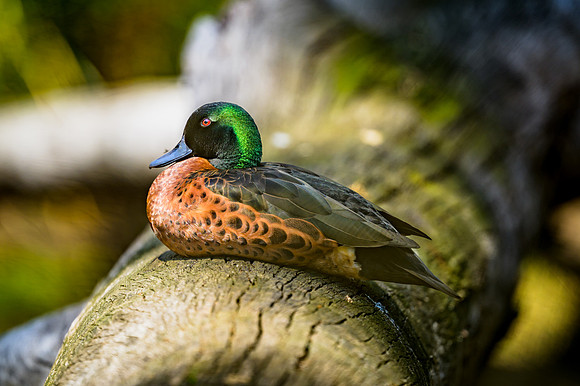 Chestnut Teal
