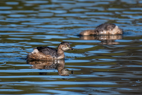 Australasian Grebe
