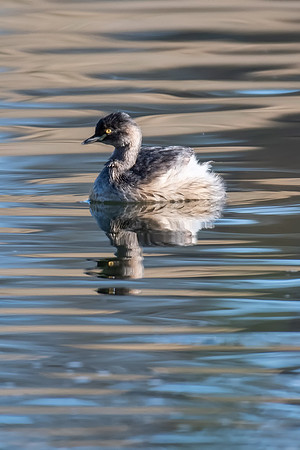 Australasian Grebe
