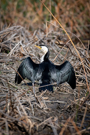 Little Pied Cormorant