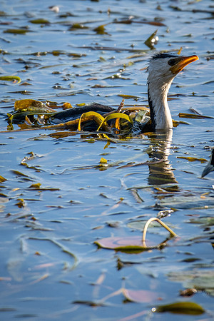 Little Pied Cormorant