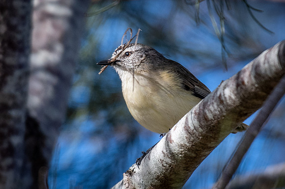 Yellow-rumped Thornbill