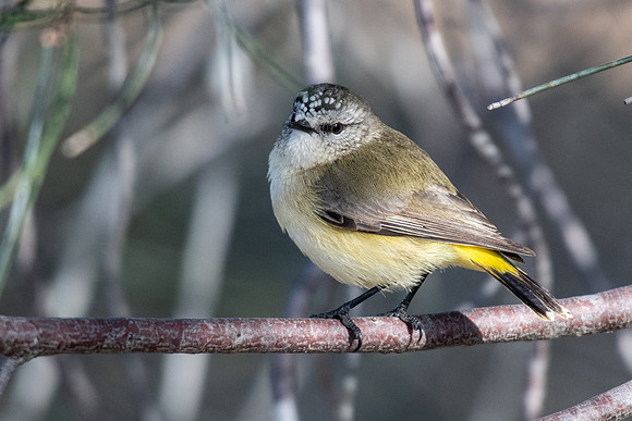 Yellow-rumped Thornbill