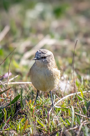 Yellow-rumped Thornbill