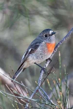 Scarlet Robin