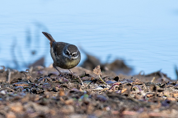 White-browed Scrubwren