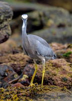 White-faced Heron