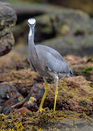 White-faced Heron