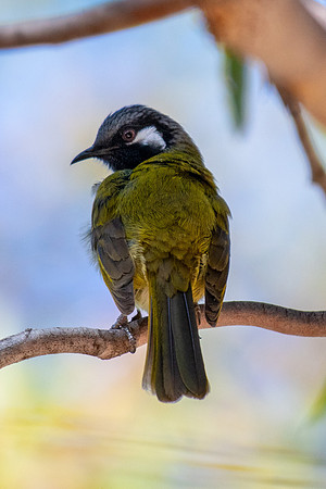 White-eared Honeyeater