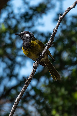 White-eared Honeyeater