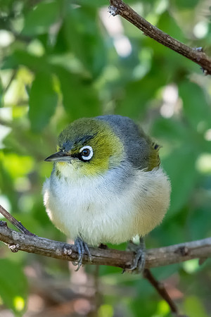 Silvereye
