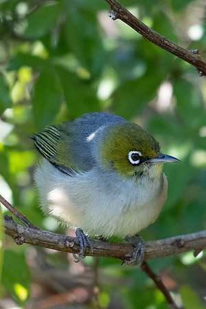 Silvereye