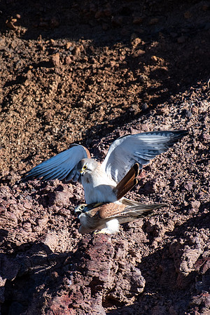 Nankeen Kestrel