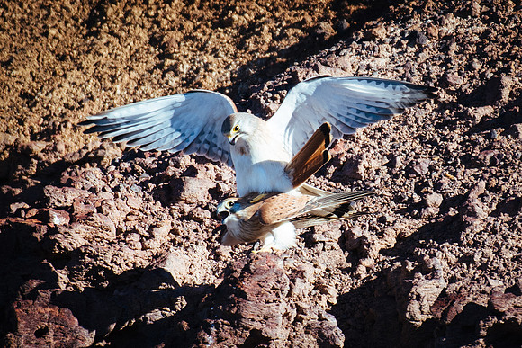 Nankeen Kestrel