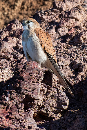 Nankeen Kestrel