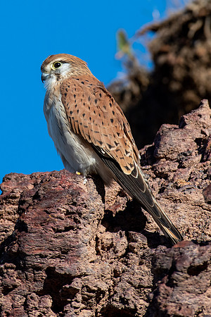 Nankeen Kestrel