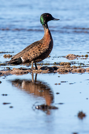 Chestnut Teal