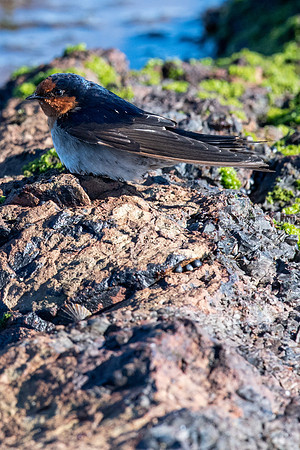 Welcome Swallow