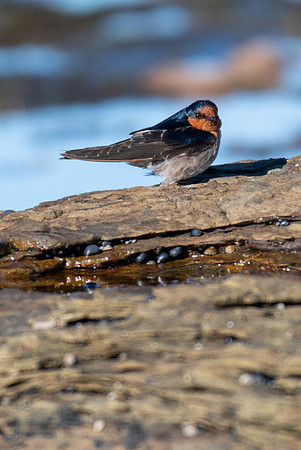 Welcome Swallow