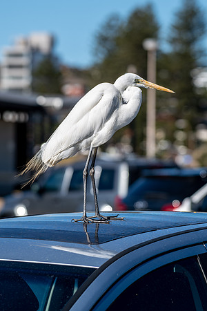 Great Egret