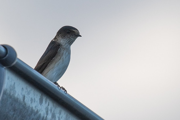 Tree Martin