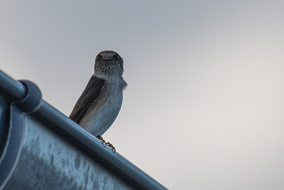 Tree Martin