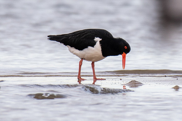 Australian Pied Oystercatcher
