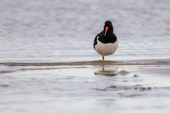 Australian Pied Oystercatcher