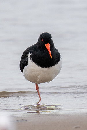 Australian Pied Oystercatcher