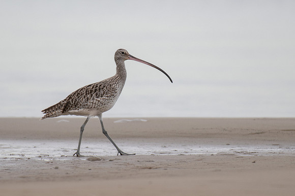 Eastern Curlew