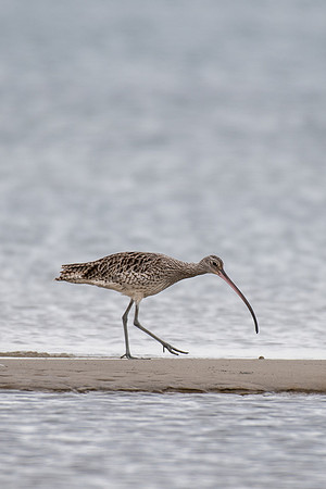 Eastern Curlew