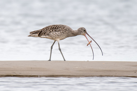 Eastern Curlew