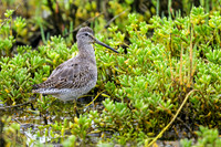 Greater Yellowlegs