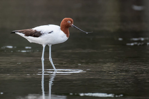 Red-necked Avocet