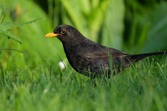 Common Blackbird