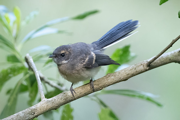 Grey Fantail
