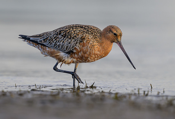 Bar-tailed Godwit
