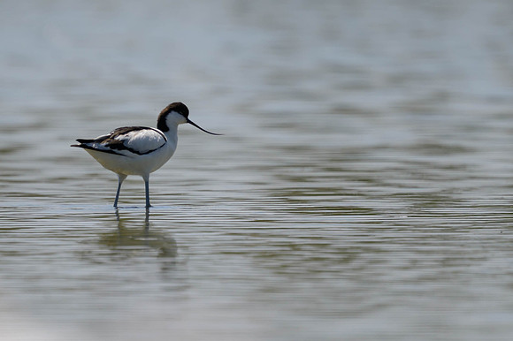 Pied Avocet