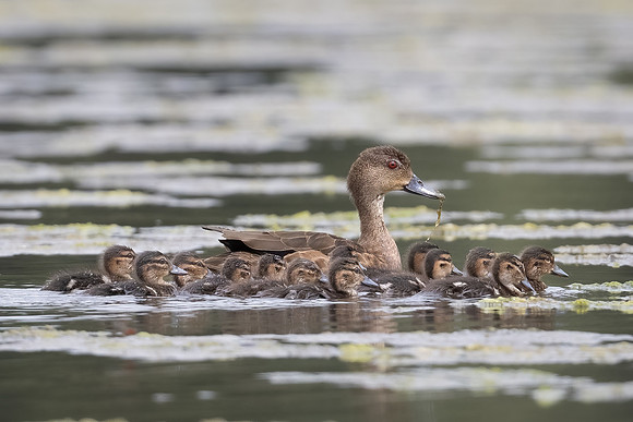 Chestnut Teal