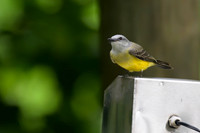 Tropical Kingbird