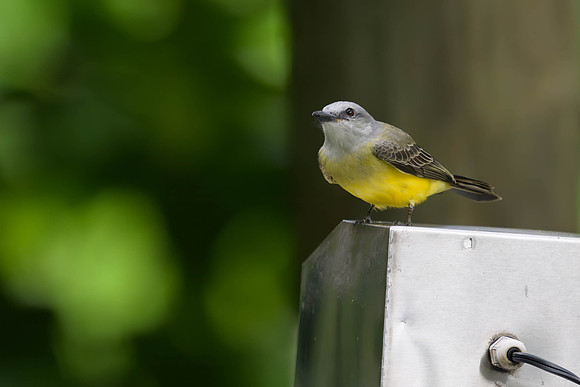 Tropical Kingbird