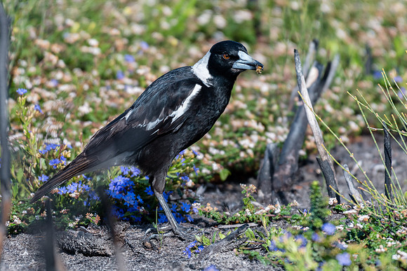 Australian Magpie