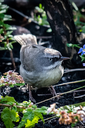 White-browed Scrubwren