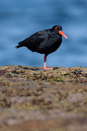Sooty Oystercatcher