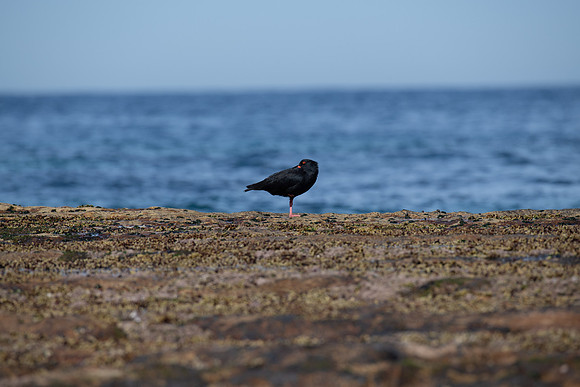 Sooty Oystercatcher