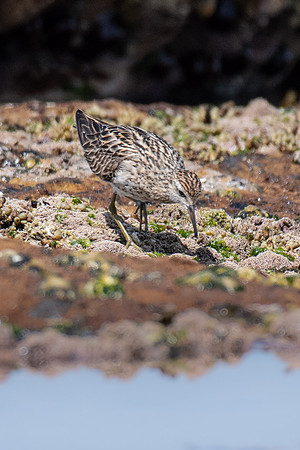 Sharp-tailed Sandpiper