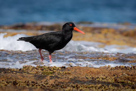 Sooty Oystercatcher