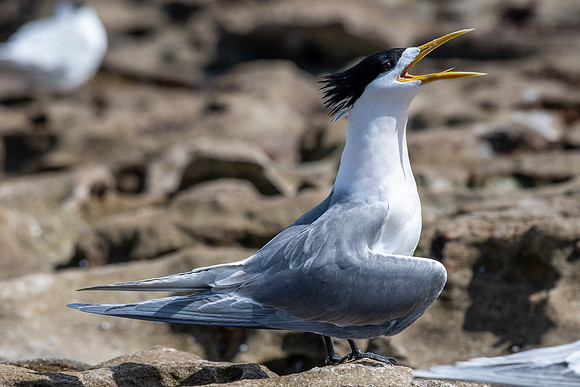 Crested Tern