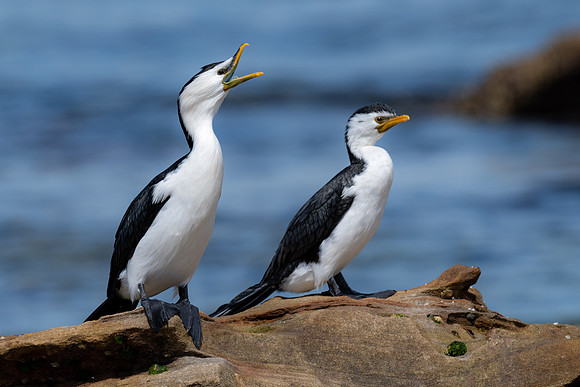 Little Pied Cormorant